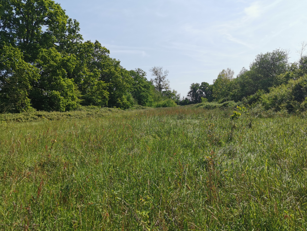 Photo du terrain en prairie