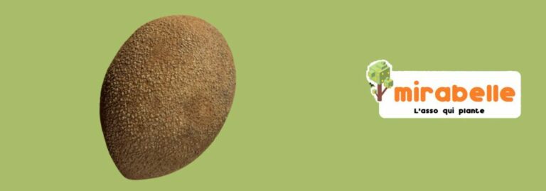 Lire la suite à propos de l’article Un fruit bien étrange !