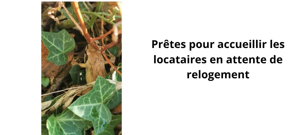 photo d'un crapeau dans le lierre. Commentaire : "Prêtes pour accueillir les locataires en attente de relogement"