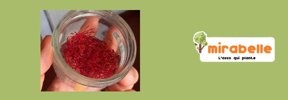 Lire la suite à propos de l’article Petit retour sur des essais de production de safran